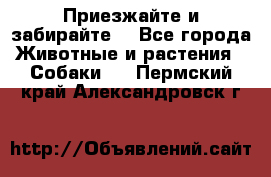 Приезжайте и забирайте. - Все города Животные и растения » Собаки   . Пермский край,Александровск г.